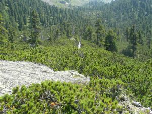 Die Naturwaldzelle Ampasser Kessel erstreckt sich unterhalb des Zirbenweges zwischen Neunerspitze und Roter Wand.