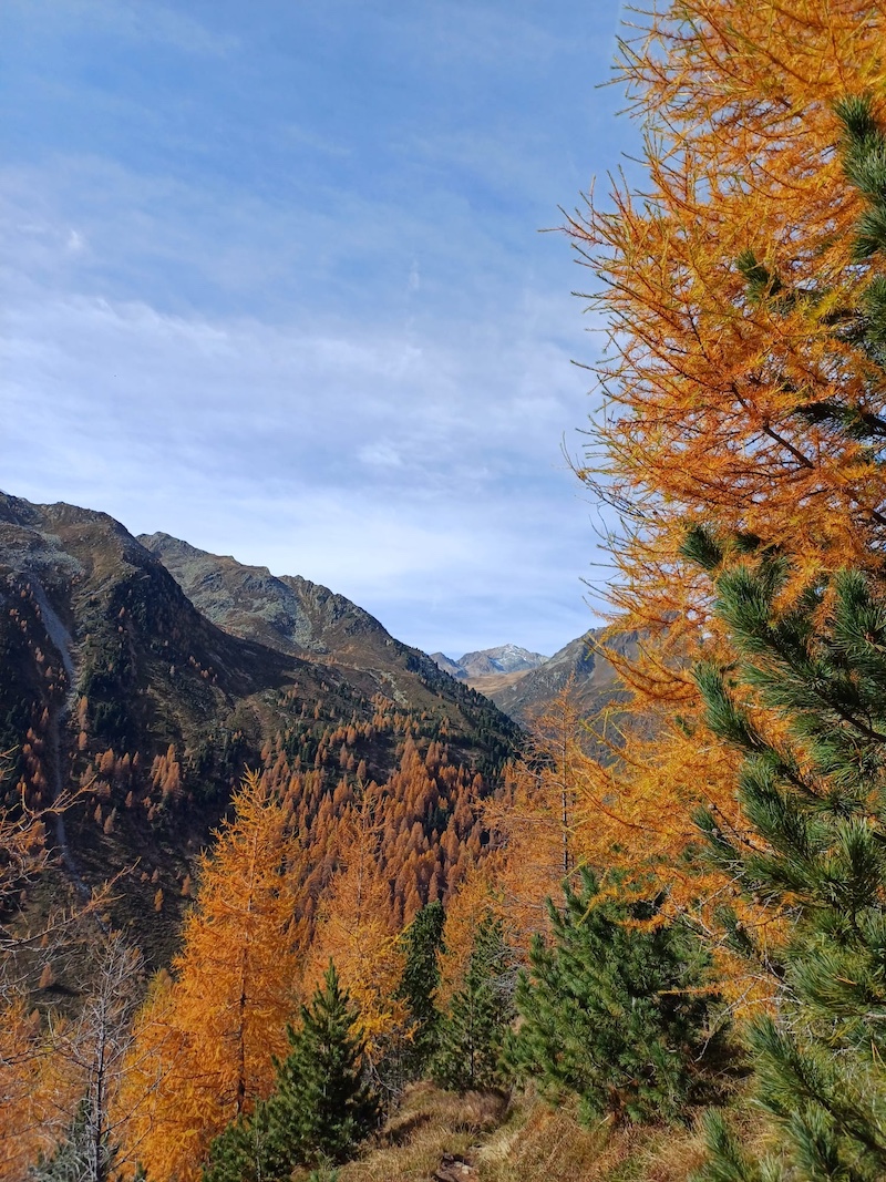 Nach dem ersten Frost im Herbst verfärben sich die Nadeln goldgelb, fallen noch vor dem Winter ab und sorgen damit für wertvolle Humusbildung.