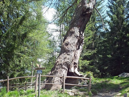 Ultental Obere Urlärche