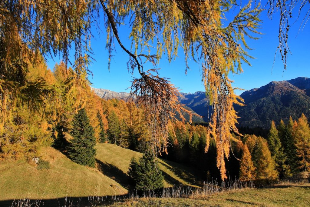 Goldgelbe Lärchen im Herbst vor Bergkulisse und blauem Himmel