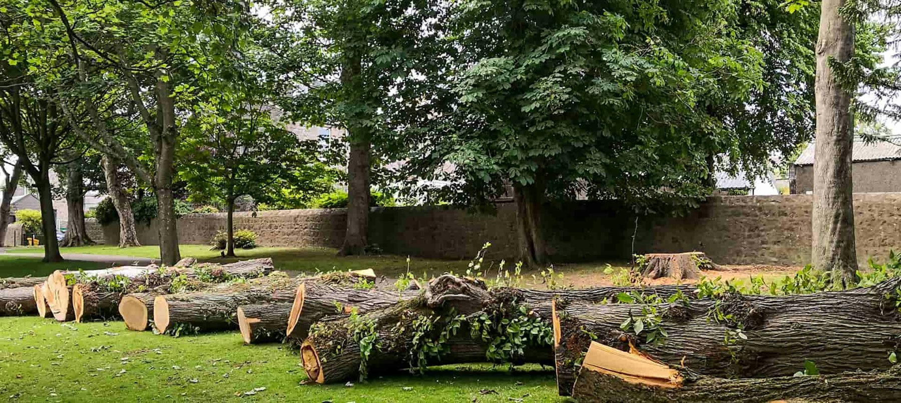 Gestapelte Baumstämme im Gras als Sinnbild für die Waldbewirtschaftung