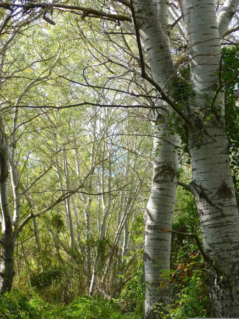 Silberpappel-Hain im Auwald